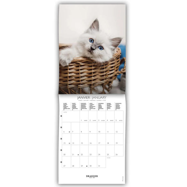 Calendario Pequeño 2025 Gatos Draeger (1)